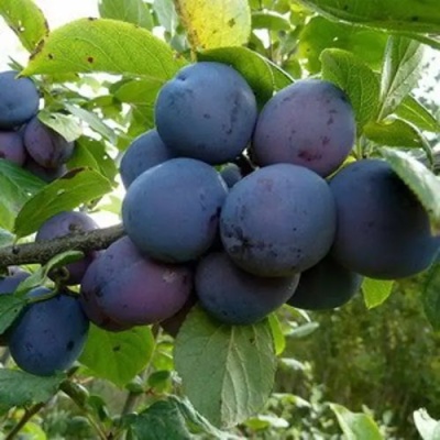 Слива КРОМАНЬ в Туле