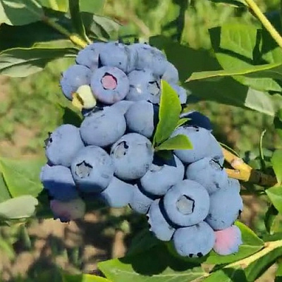 Голубика МЕГАС БЛЮ в Туле