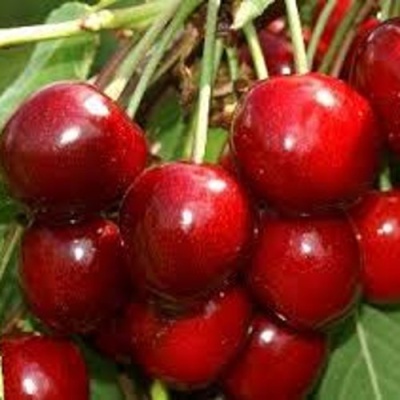 Черешня МИНЧАНКА в Туле