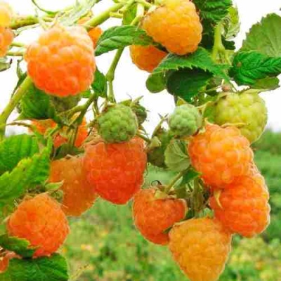Малина ЗОЛОТЫЕ КУПОЛА в Туле