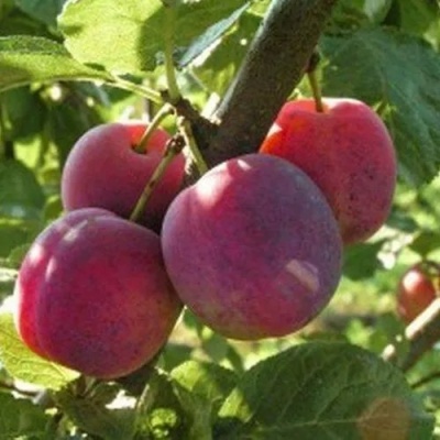 Слива ЭДИНБУРГСКАЯ в Туле