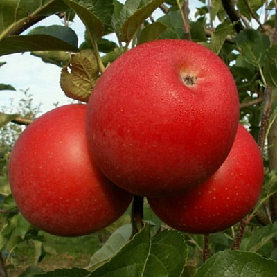 Яблоня БОГЕМИЯ в Туле