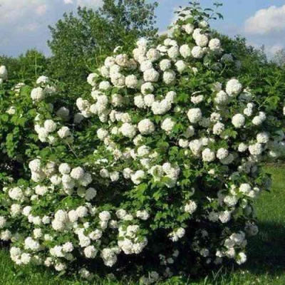 Калина БУЛЬДЕНЕЖ в Туле