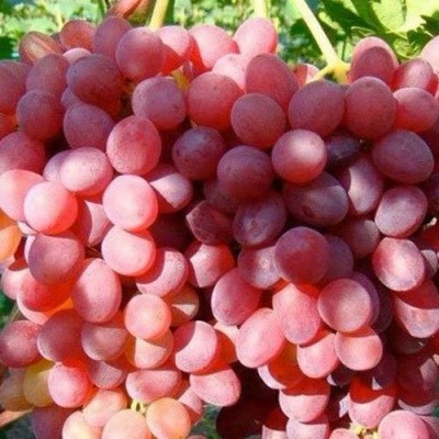Виноград КИШМИШ КРАСНЫЙ в Туле