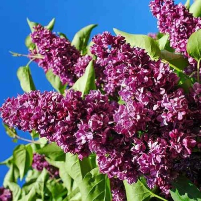 Сирень ЧАРЛЬЗ ДЖОЛИ в Туле