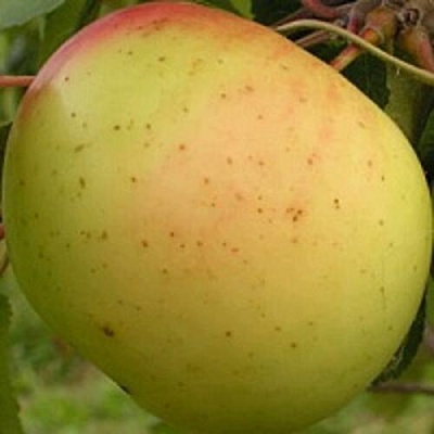Яблоня БАНАНОВОЕ в Туле
