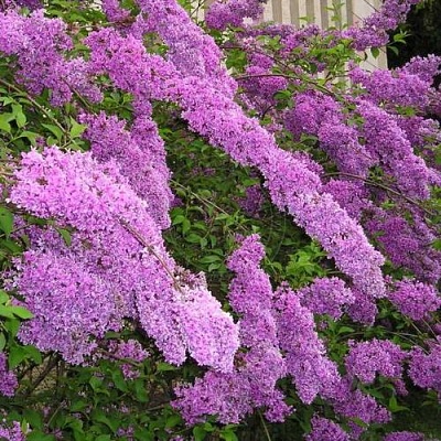 Сирень КИТАЙСКАЯ в Туле