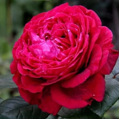 Роза 4 ВЕТРОВ флорибунда  в Туле