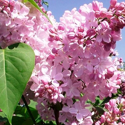 Сирень АДЕЛИНА в Туле