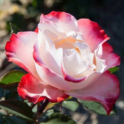 Роза НОСТАЛЬЖИ чайно-гибридная  в Туле