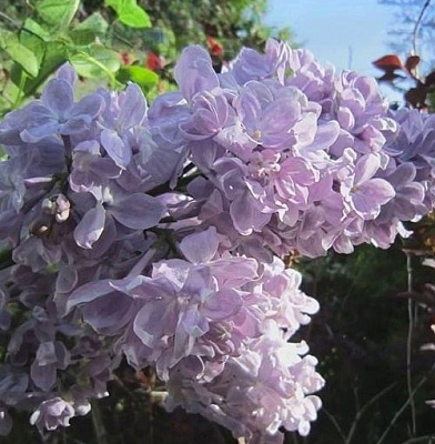 Сирень ЛЕТНИЙ САД в Туле