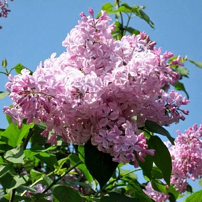 Сирень БУФФОН в Туле