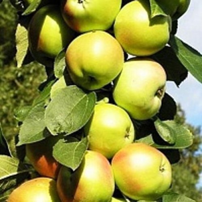 Яблоня БОЛЕРО колонновидная в Туле