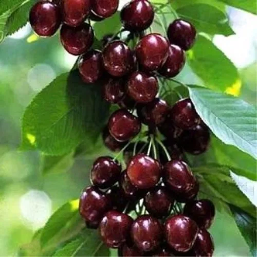 Черешня УДИВИТЕЛЬНАЯ в Туле