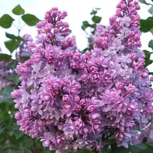 Сирень КОЛХОЗНИЦА в Туле