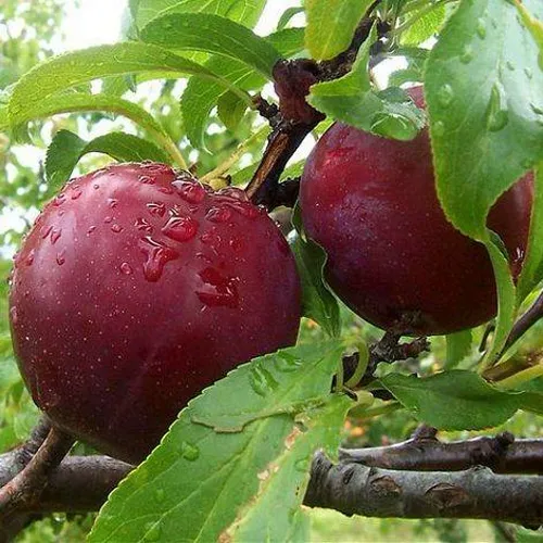 Слива КЛЕОПАТРА в Туле