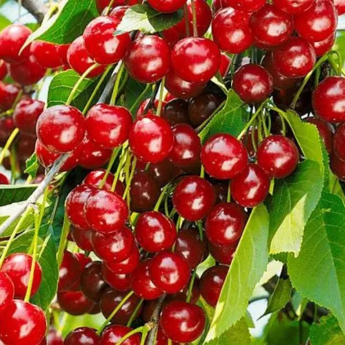 Вишня БРУСНИЦЫНА степная в Туле