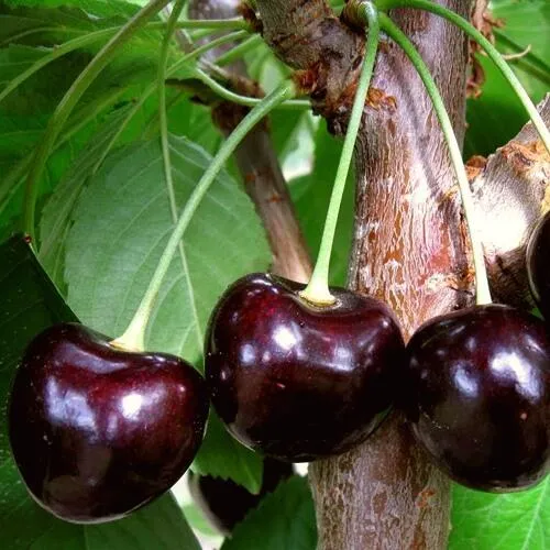 Черешня ДОНЕЦКИЙ УГОЛЁК в Туле