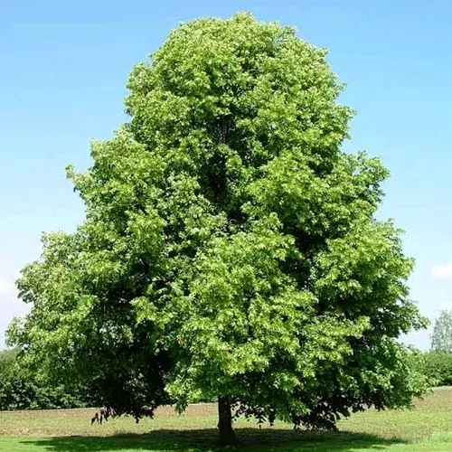 Липа мелколистная в Туле