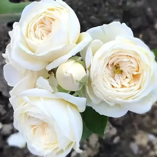 Роза АРТЕМИС шраб в Туле