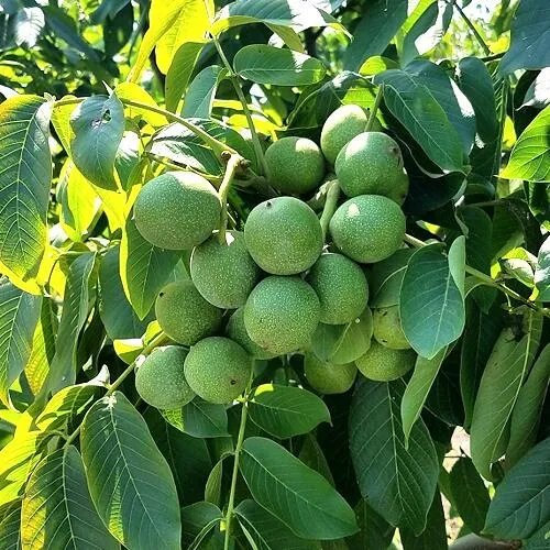 Грецкий орех  ИЗЯЩНЫЙ в Туле