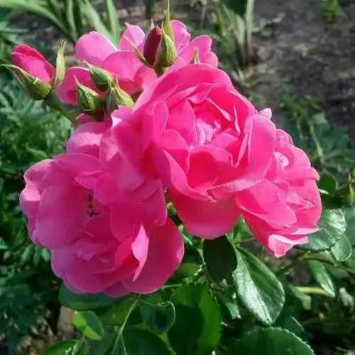 Роза АНГЕЛА флорибунда в Туле