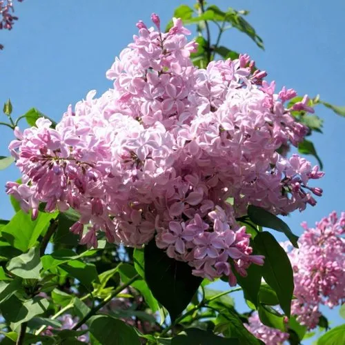 Сирень БУФФОН в Туле