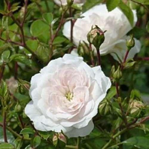 Роза СВАНИ почвопокровная в Туле
